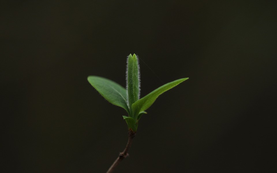 QnA VBage Why Your Business Needs Agile Practices to Grow Rapidly