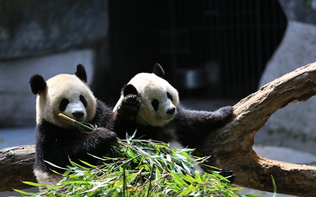API Data processing Framework Pandas