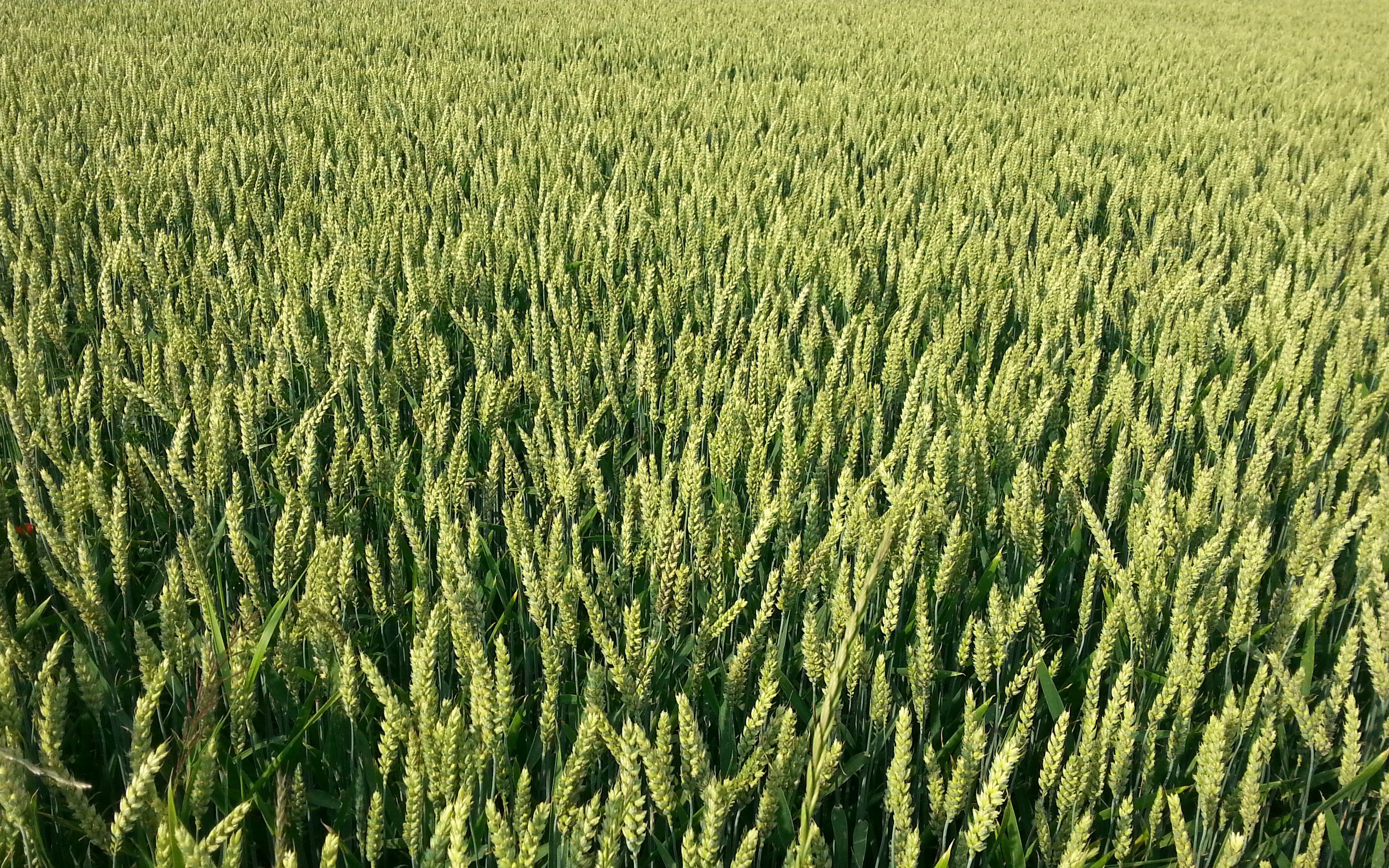 Сорт пшеницы Раппопорт