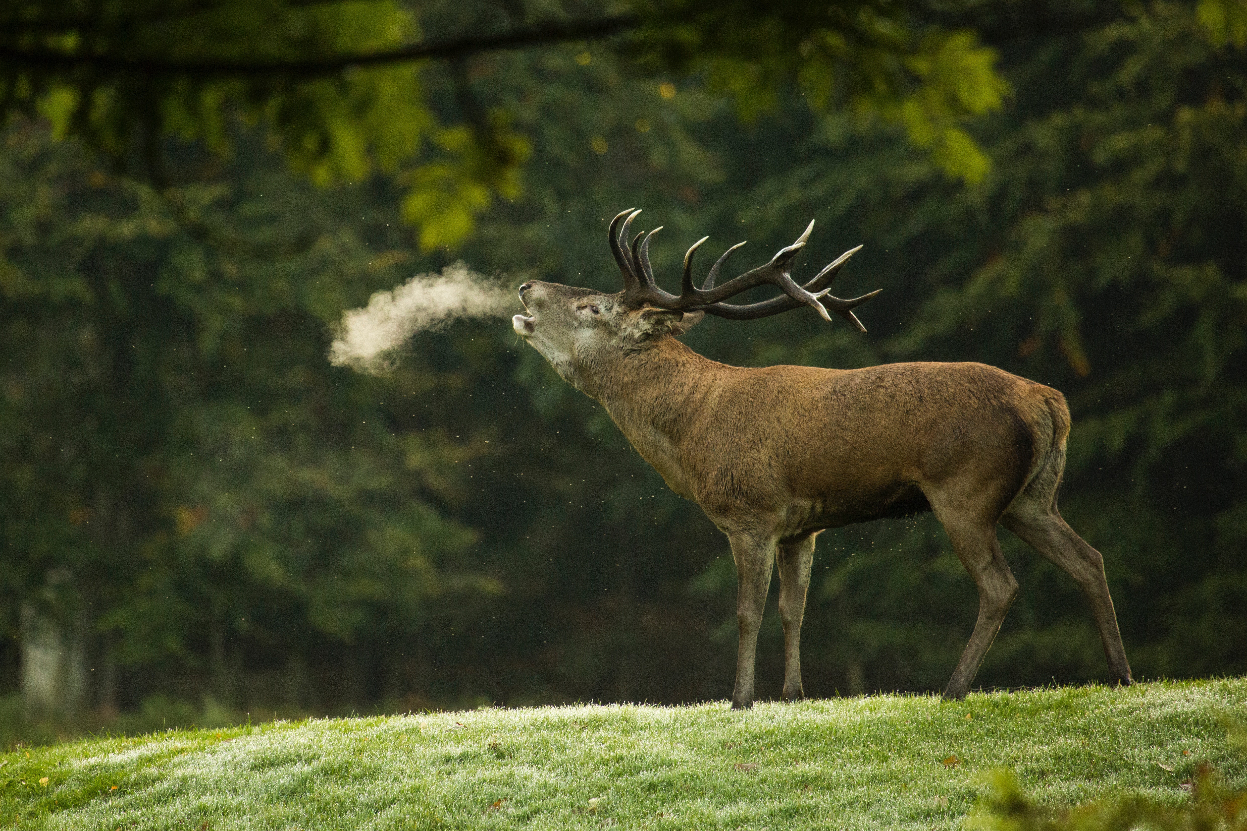 ELK Stack