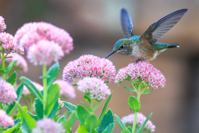 humming-bird-taking-nectar-from-blooming-flower
