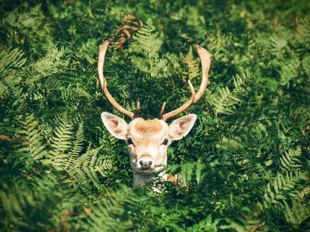 deer-with-antlers-peeking-out-of-brush