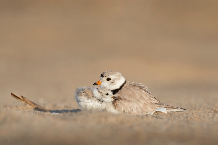 sand-piper-cuddling-baby-sand-piper