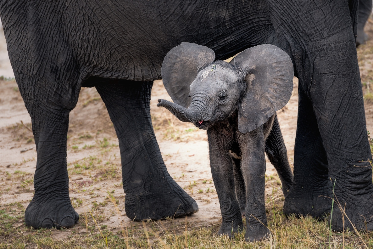 baby-elephant-with-mother