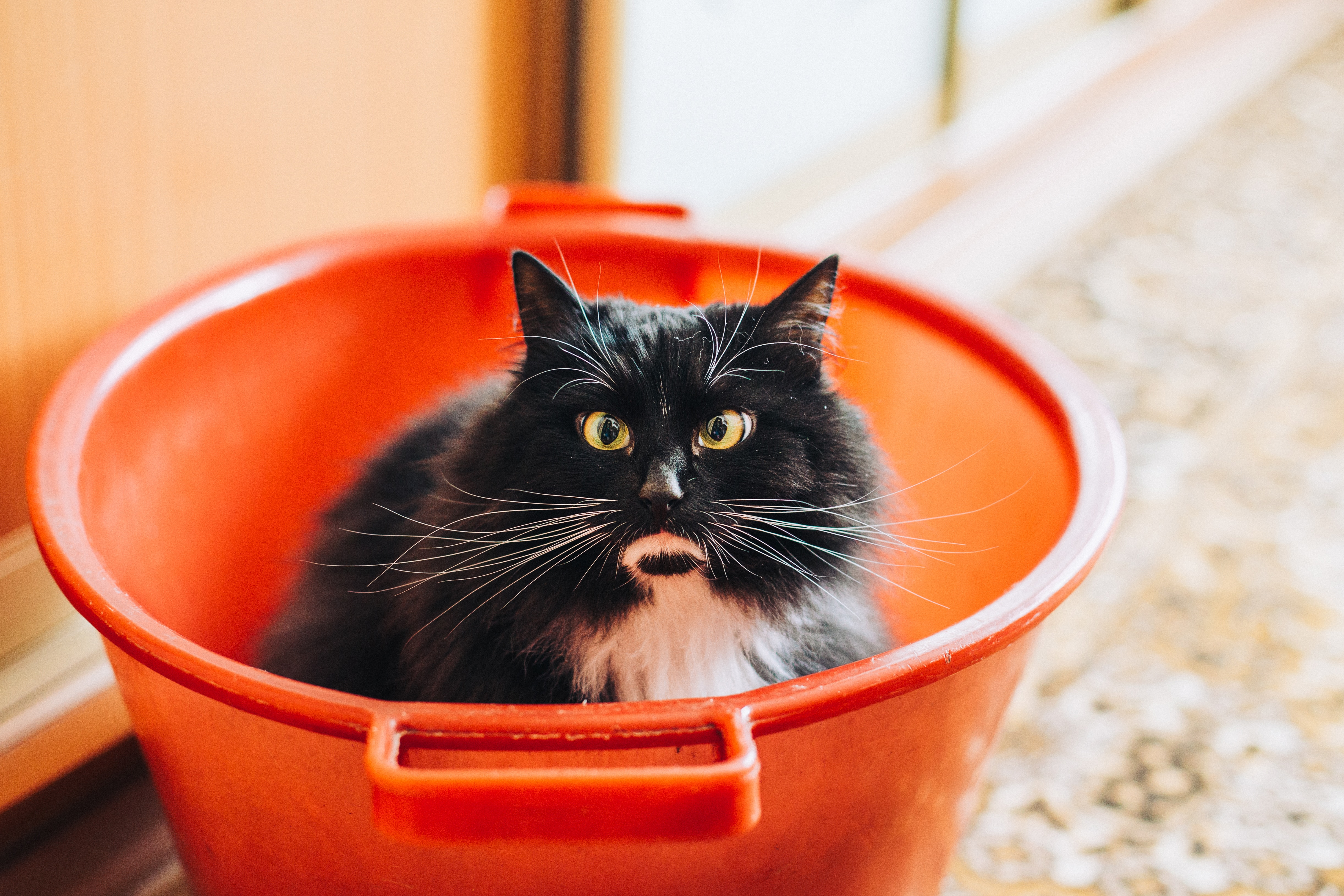 Cat sitting in red bucket