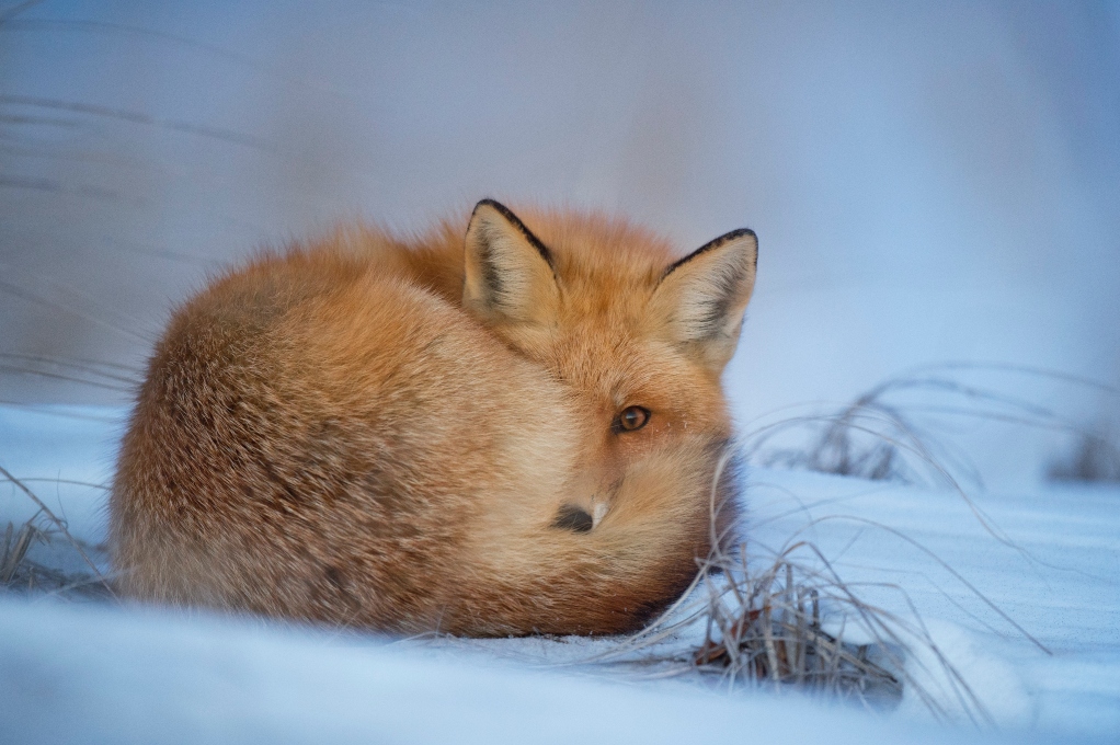 snow-fox-hiding-face-with-tail