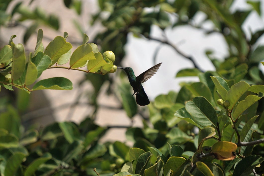hummingbird-pollinating-flower