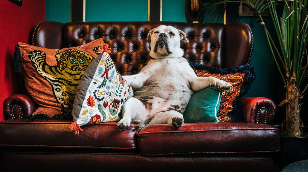 bull-dog-on-couch