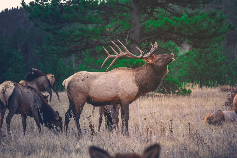 elk-in-field