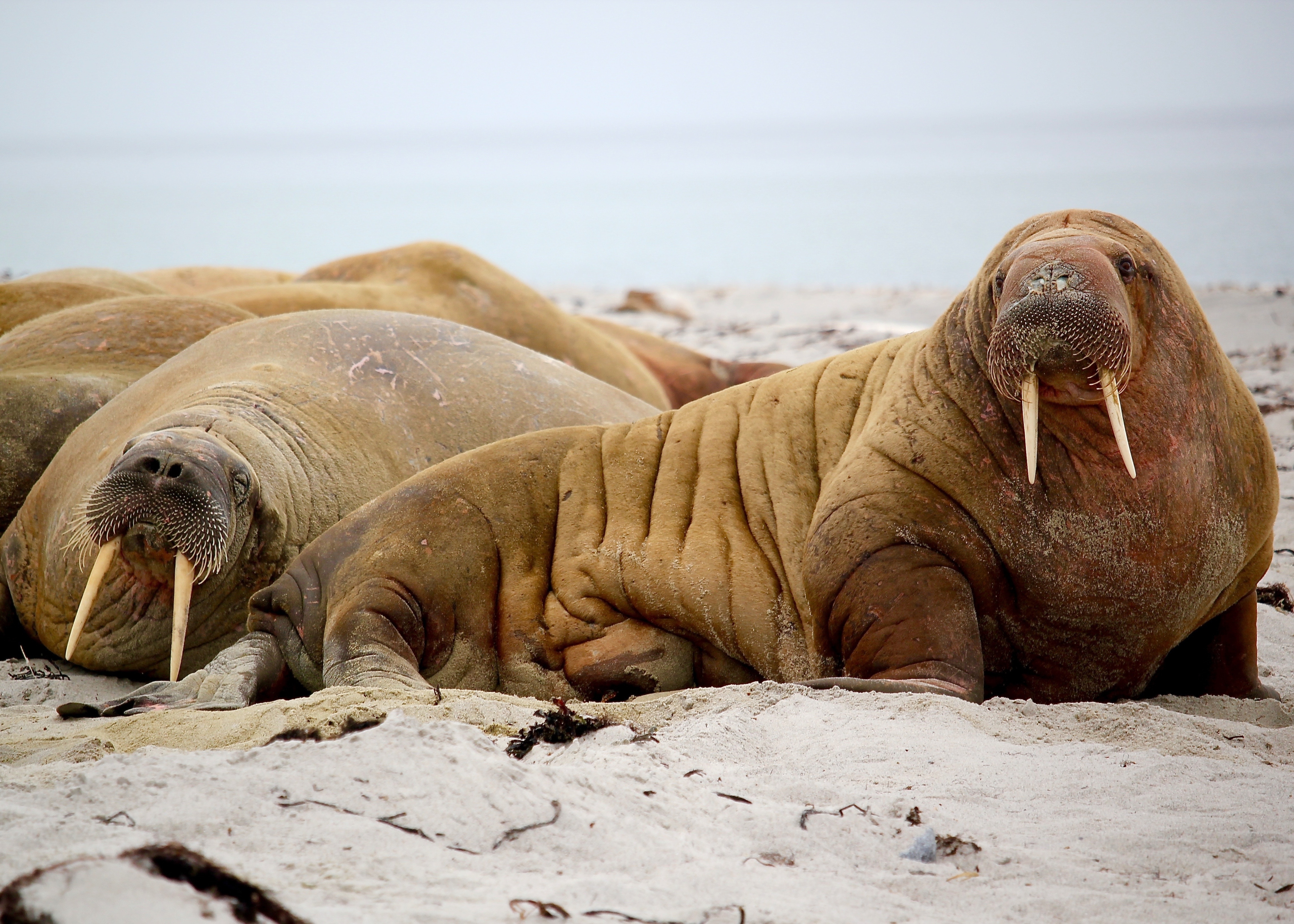 walrus-sleeping-on-beach