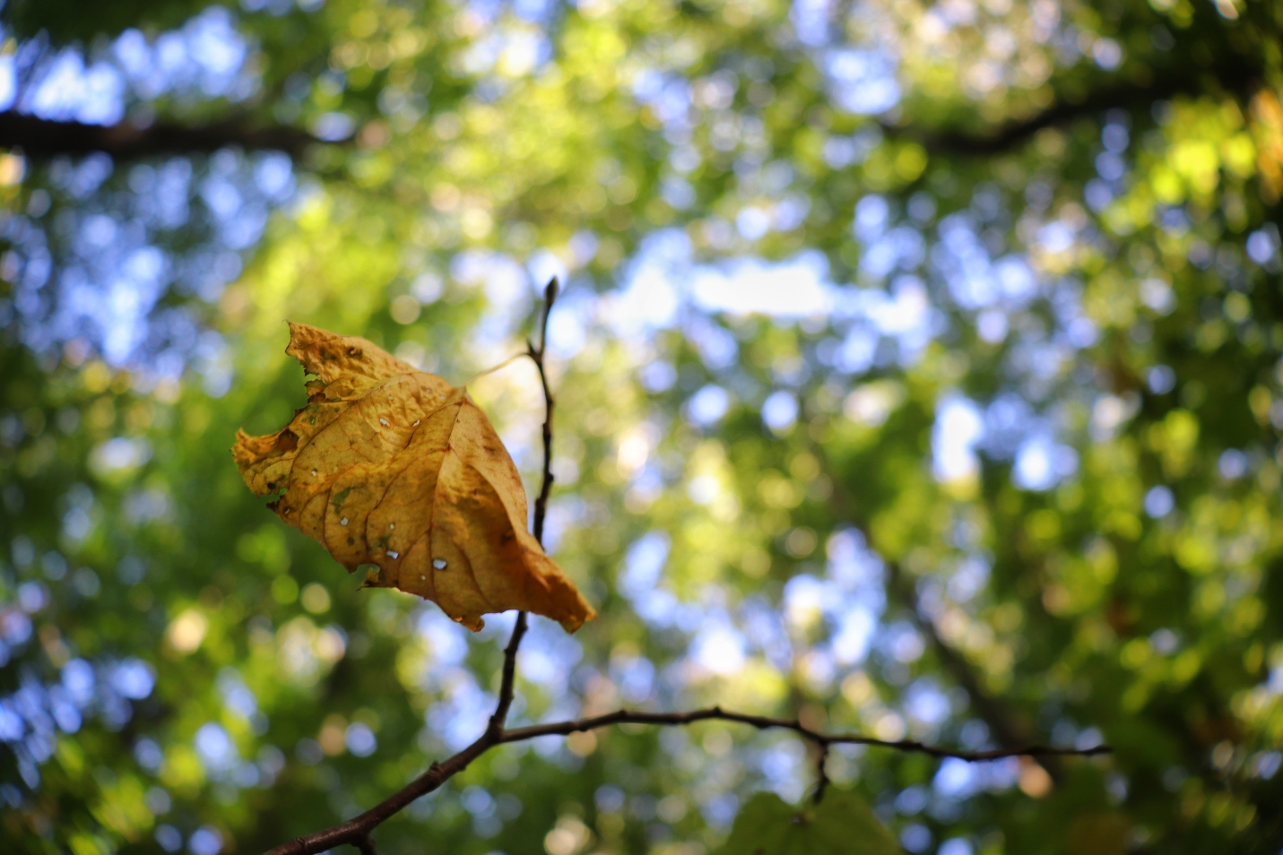dead-leaf-hanging-twig