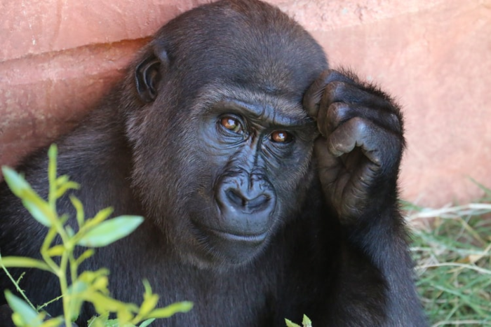 A gorilla scratching their head.