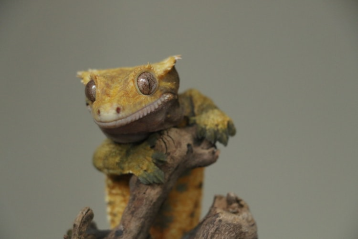 Gecko on a branch