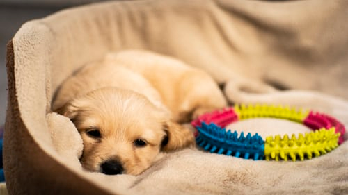Small puppy resting in a dog bed with a toy