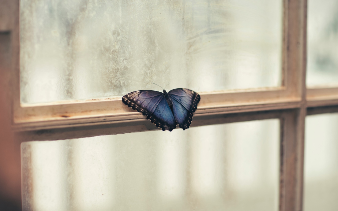 butterfly-on-window
