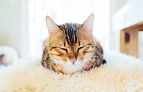 Tabby cat sleeping on a rug