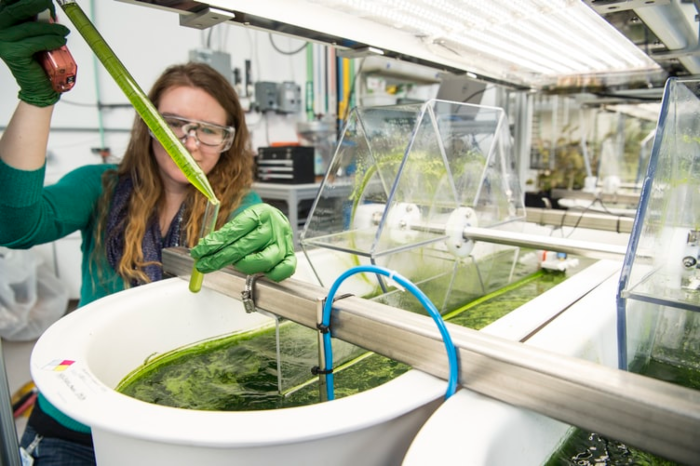 scientist putting green liquid into test tubes