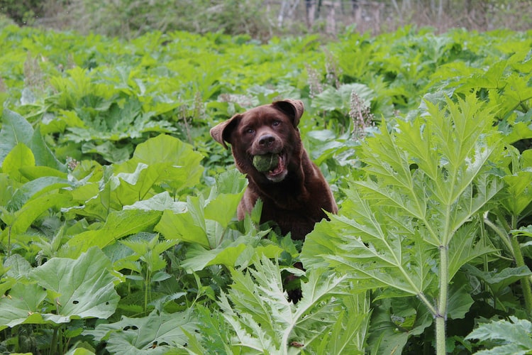 Dog catching tennis ball in field