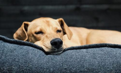 Small dog sleeping in dog bed