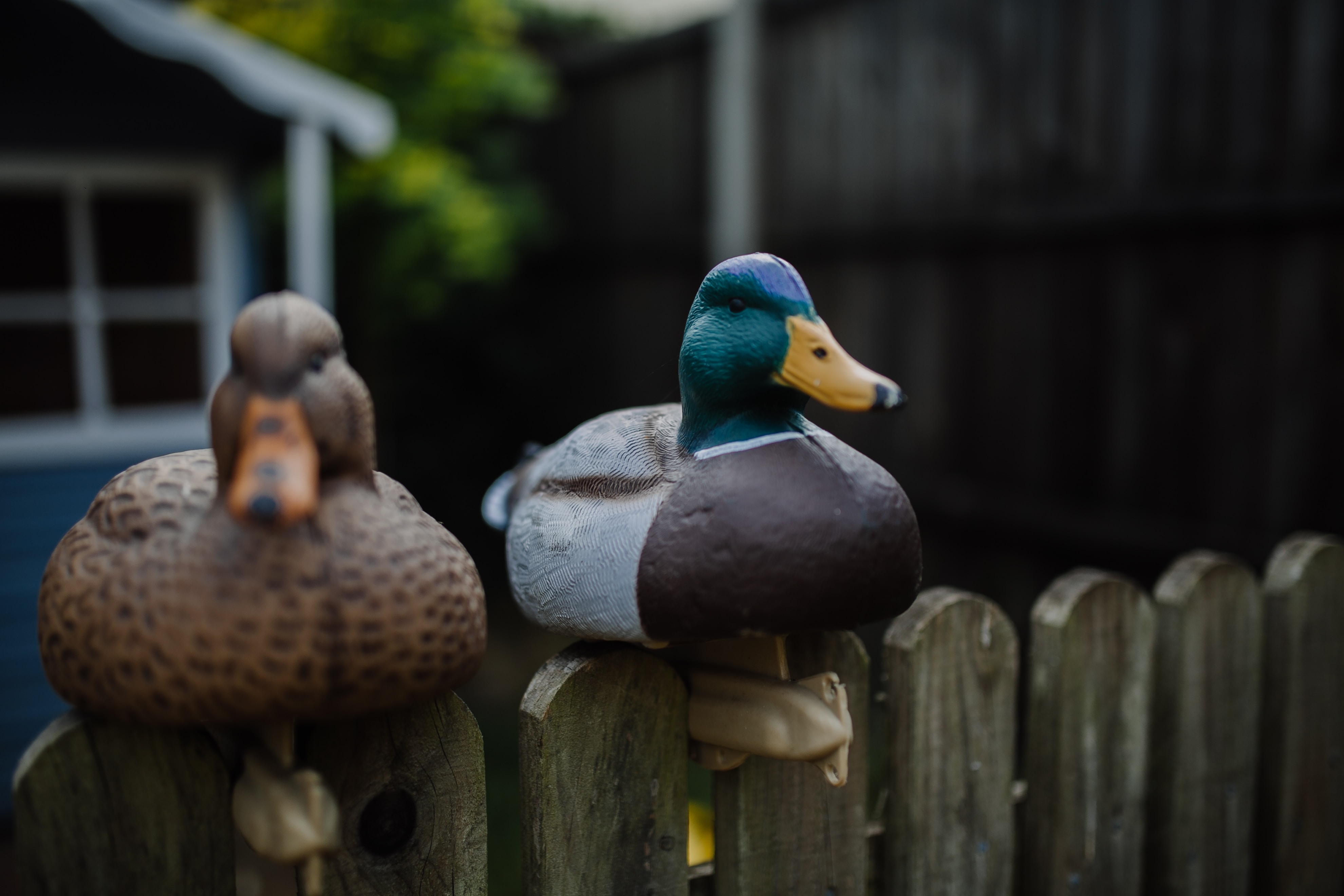 fake-ducks-on-fence
