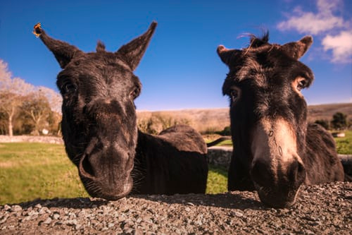 Two donkeys