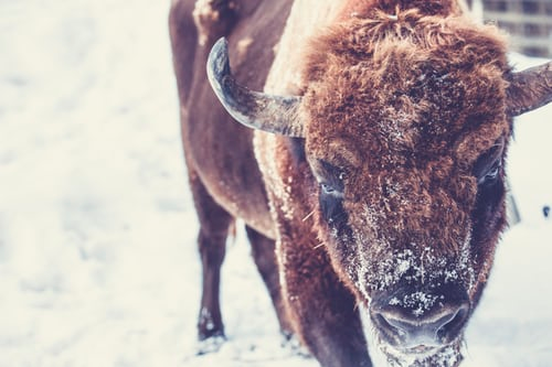 Bison in snow