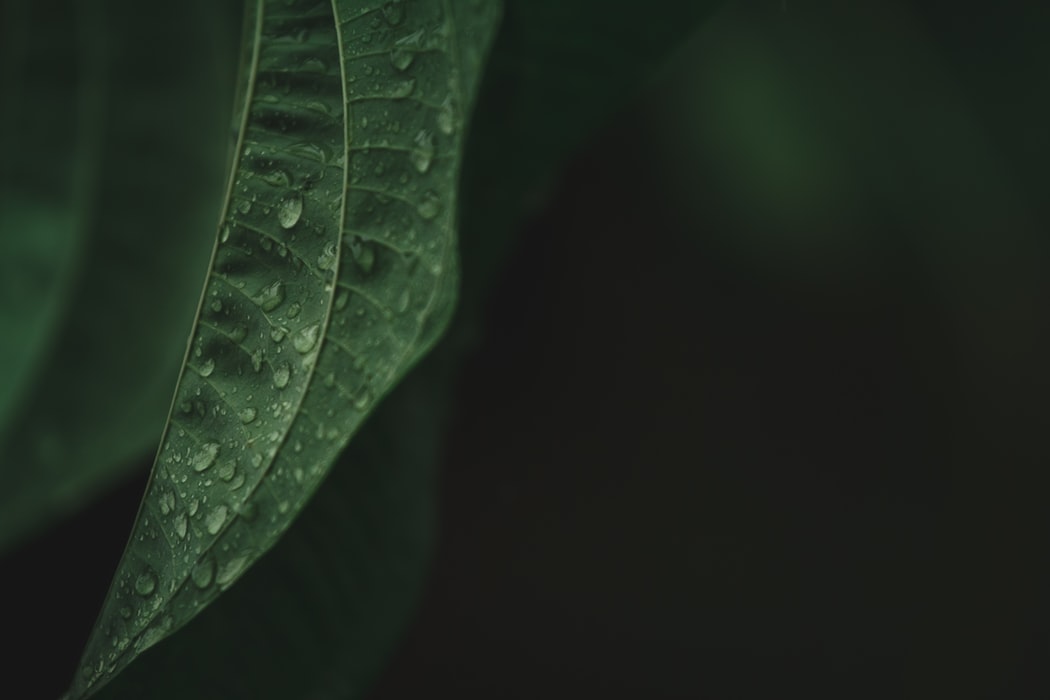 leaf with waterdroplets