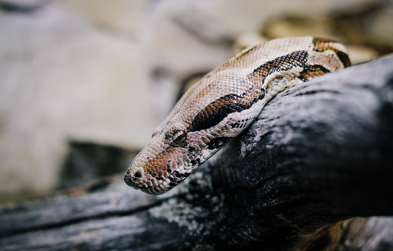 python-on-branch