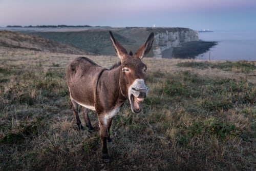 Mule standing in a field near cliff