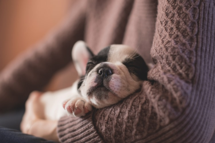 french bulldog sleeping in someone&apos;s arms