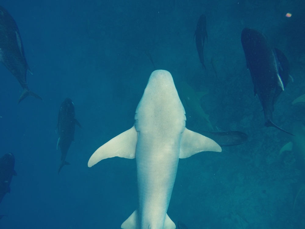 whale-shark-belly