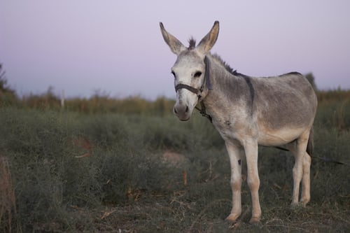 Mule standing in field