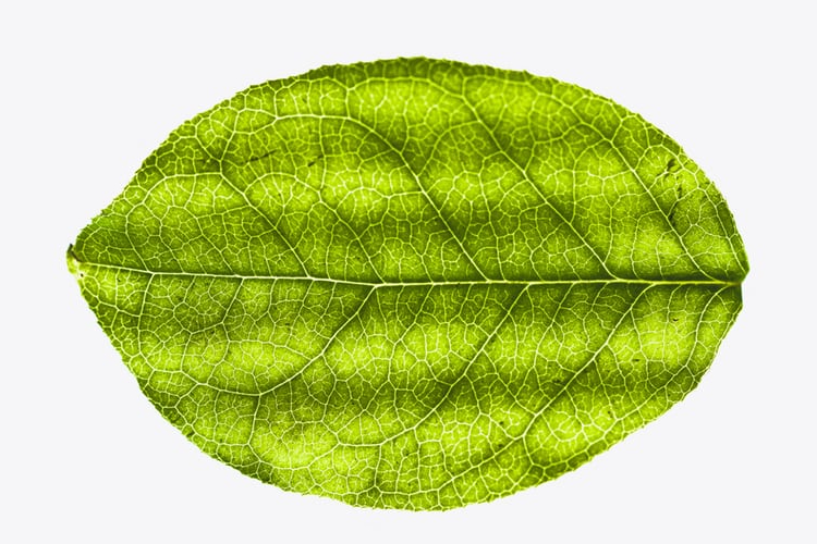 Oval-shaped green leaf