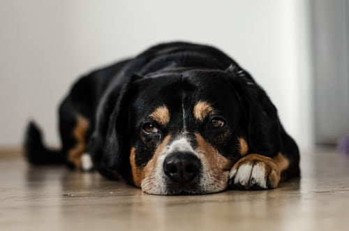 Dog resting on floor