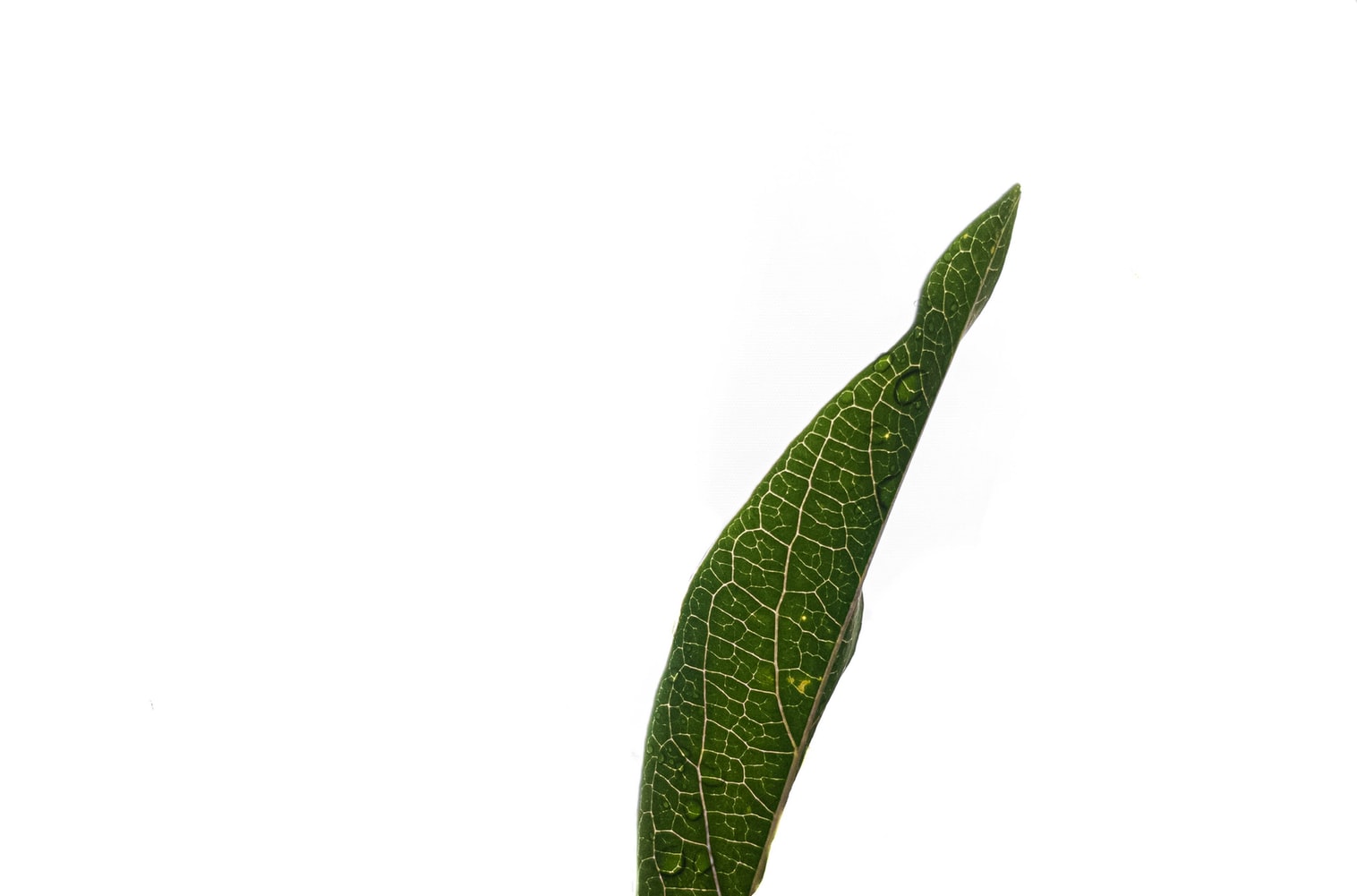 side view of leaf