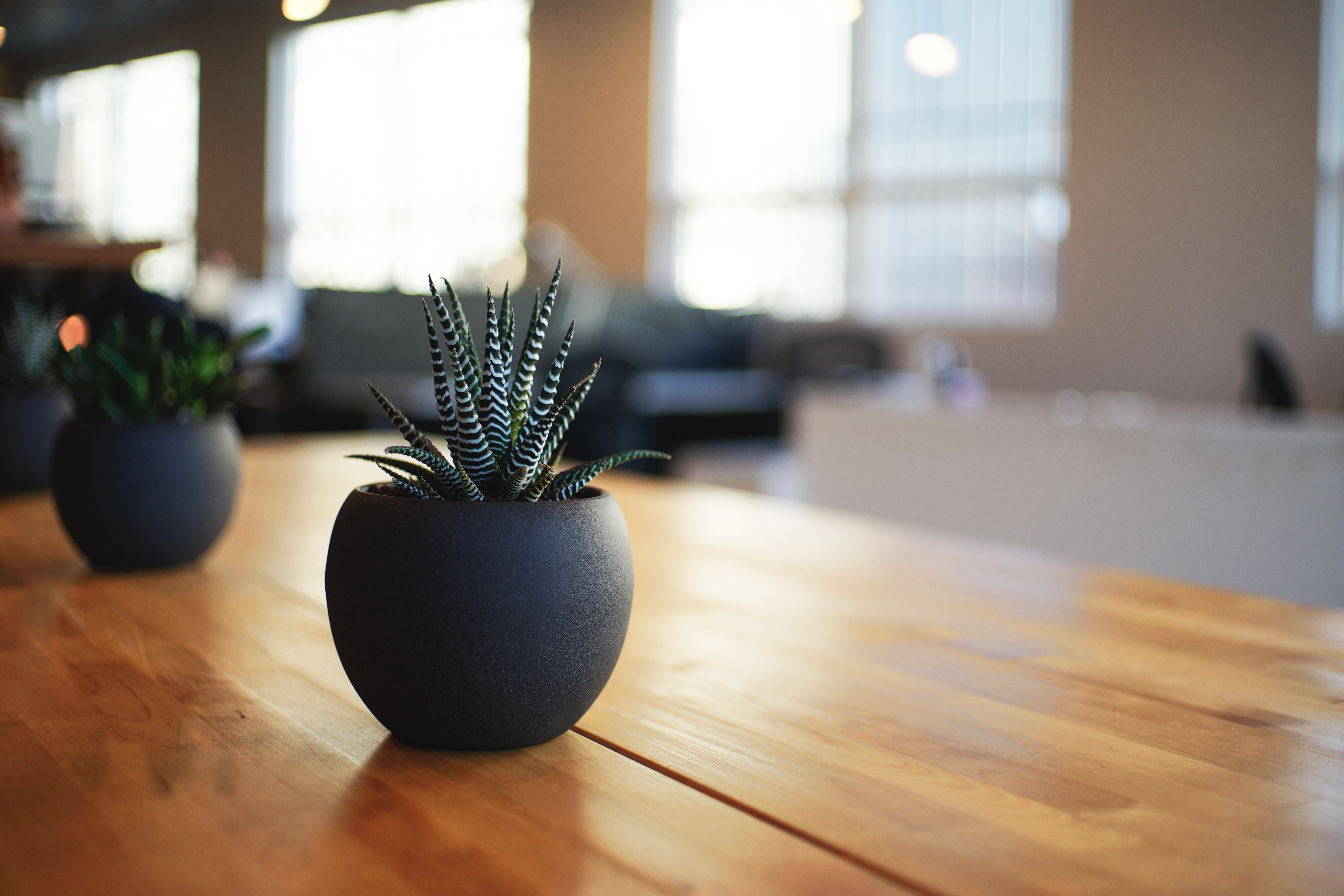 wooden-table-with-plant