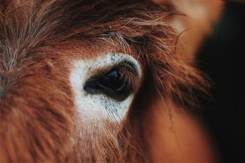 Close up of a mule's eye