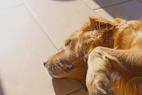 golden retriever sleeping in sunlight