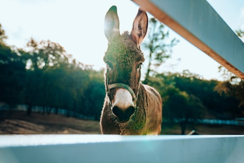 Mule standing in paddock