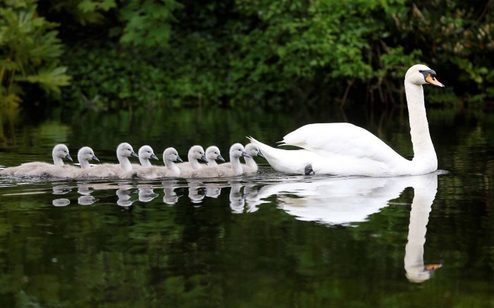swan and baby swans
