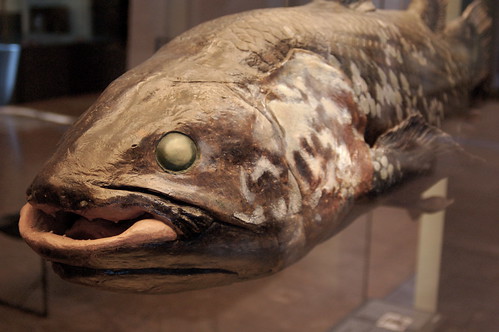 coelacanth