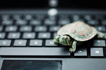 turtle on a keyboard, like slow it people. it's a metaphor.