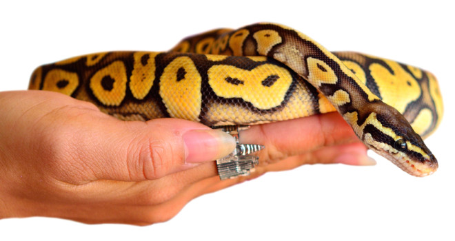 shutterstock_174281696_python