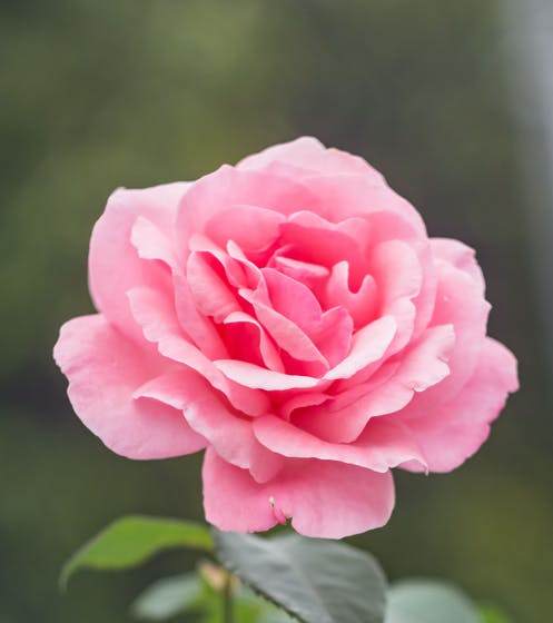 rose image