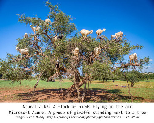neural networks mislabeling an image of goats in a tree.