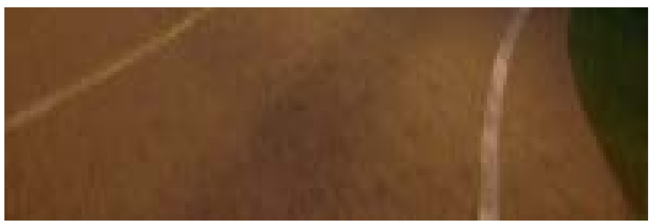 Third Test Image
