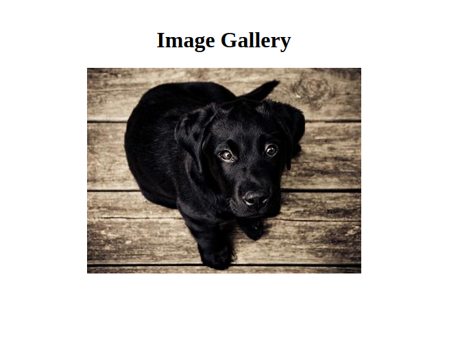 Image Gallery Dog