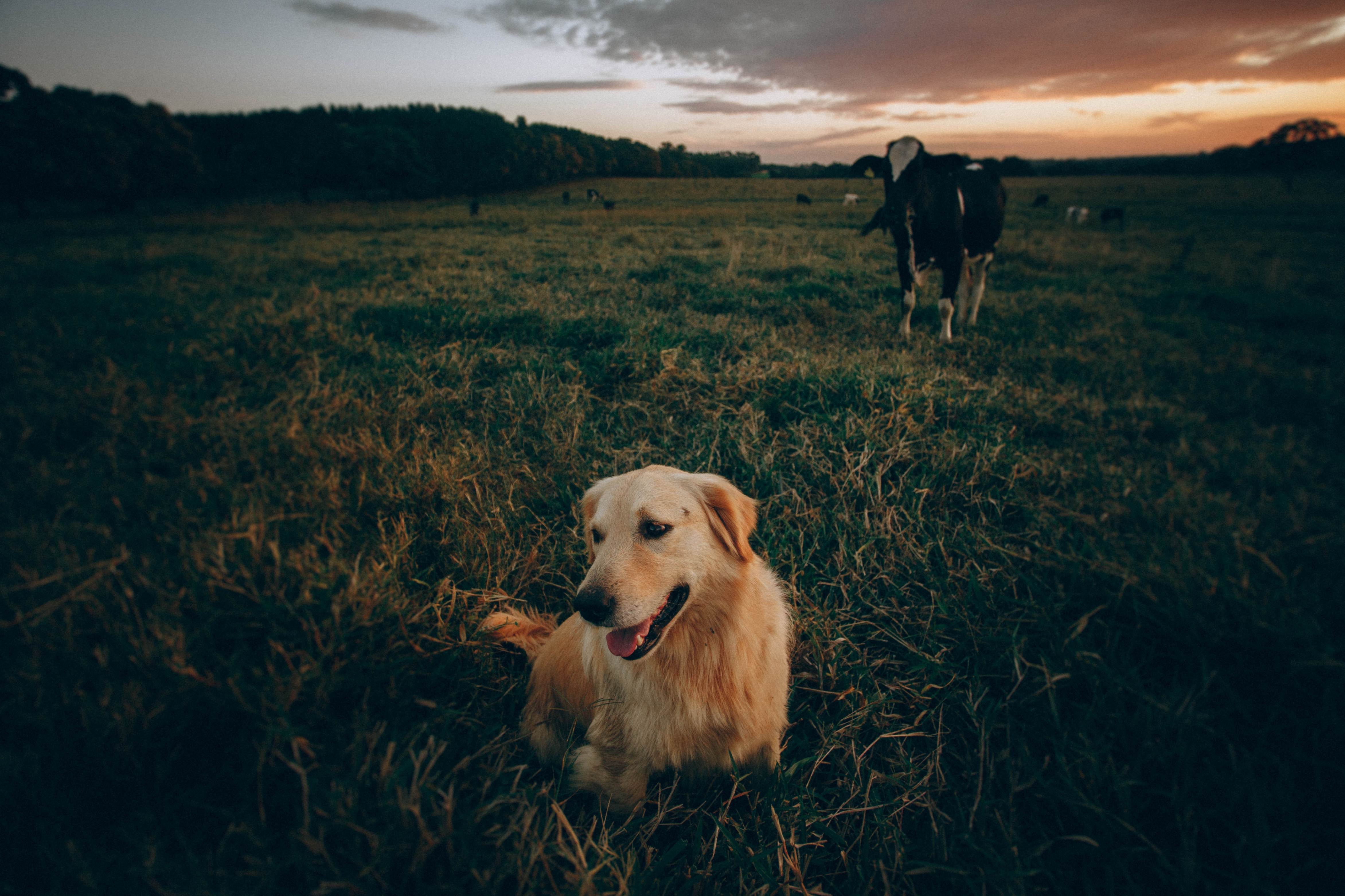 Image from Helena Lopes via Pexels