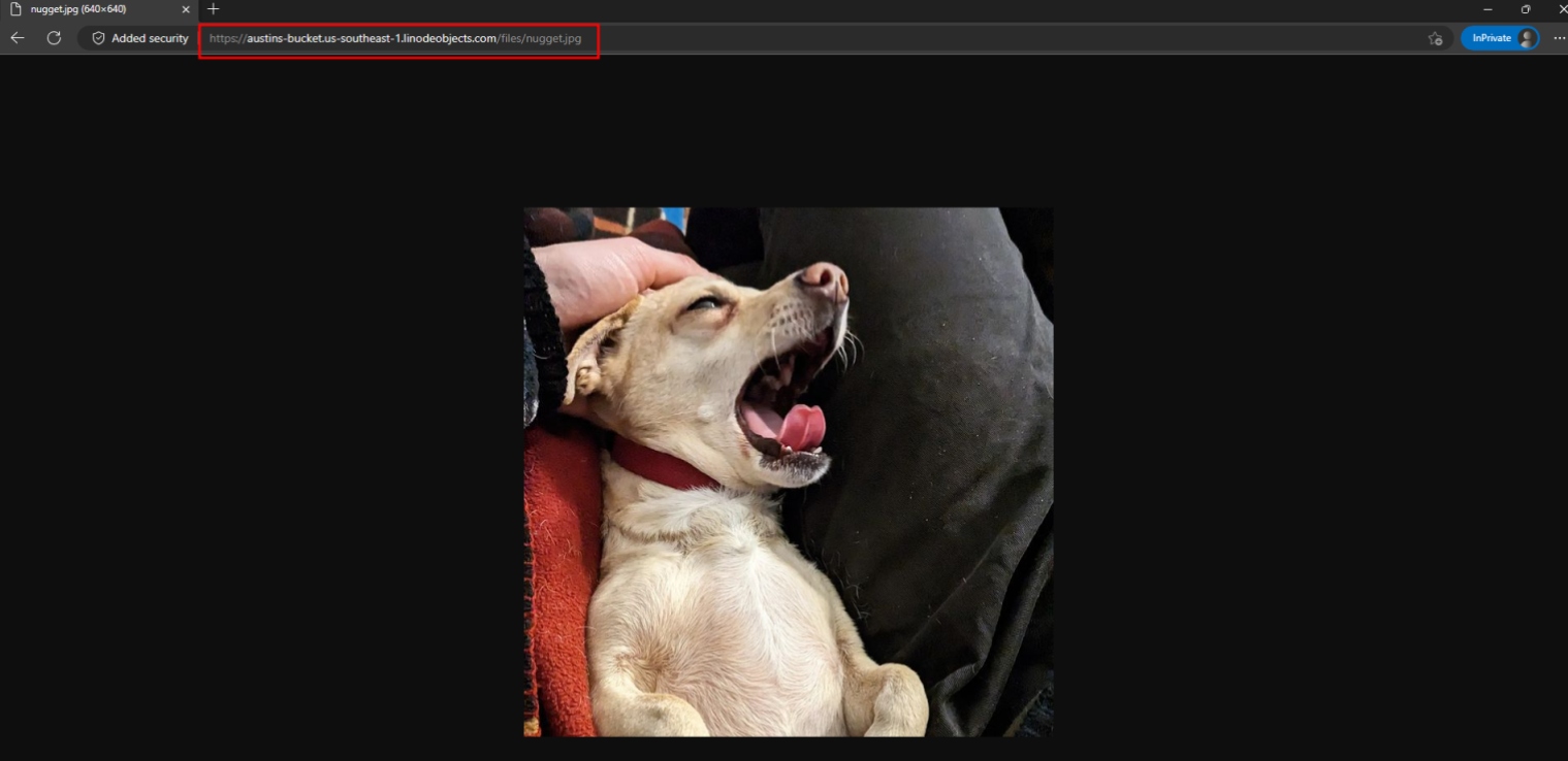 Nugget yawning
