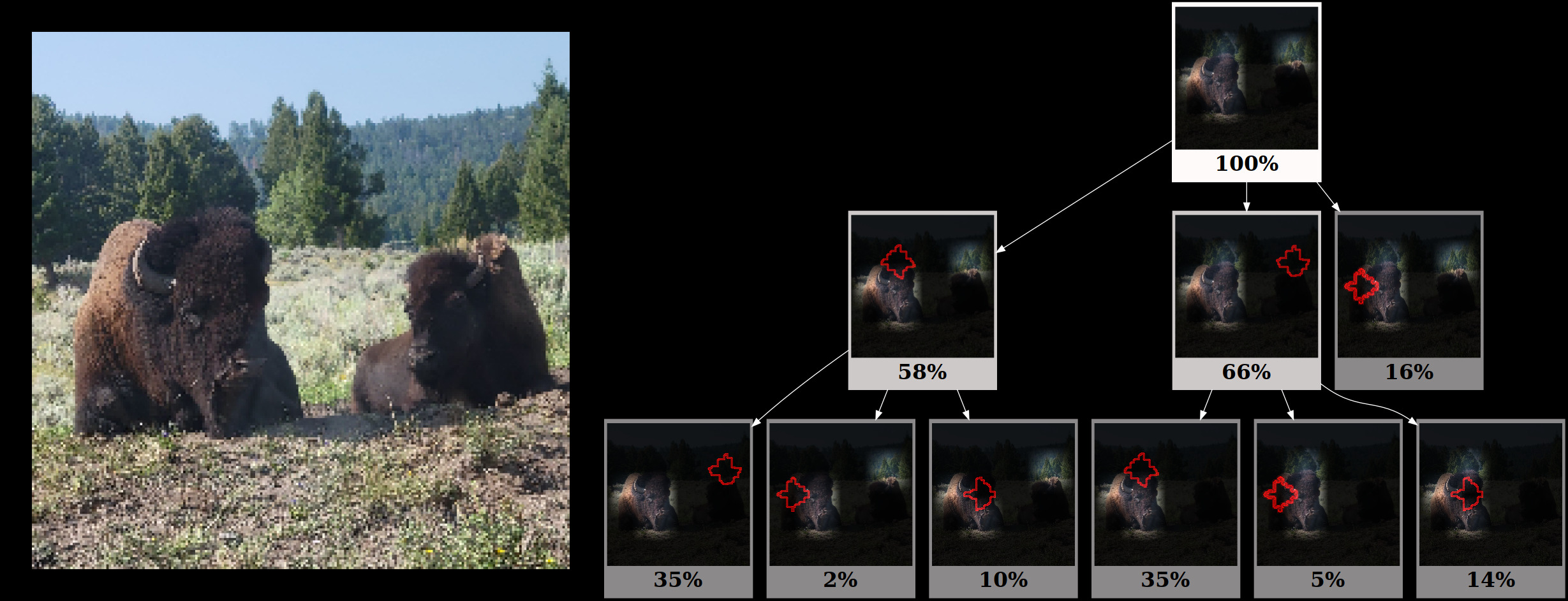  Bison image explanations